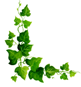 Кошки породы мейн кун